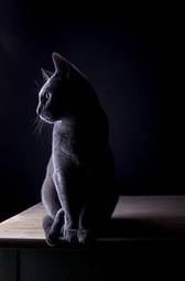 Plakat rasowy ładny kot czarny