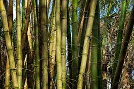 Naklejka natura bezdroża bambus tropikalny dżungla