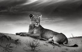 Plakat wydma szczyt natura zwierzę lew