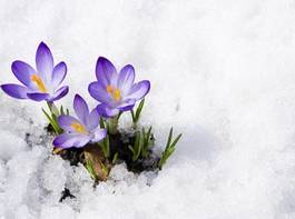 Plakat kwitnący kwiat roślina lód natura