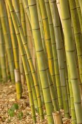 Plakat wzór roślina japoński azjatycki bambus