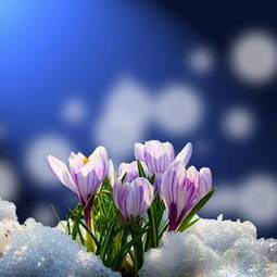 Plakat natura śnieg pyłek kwiat ogród