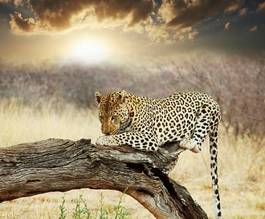Fotoroleta egzotyczny dziki safari