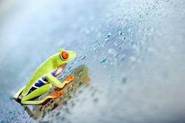 Plakat woda żaba natura zwierzę
