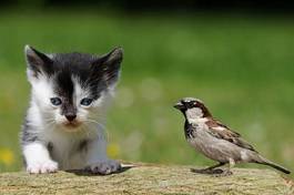Obraz na płótnie kociak i ptaszek