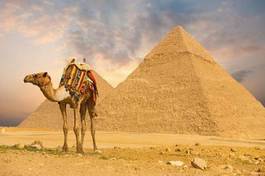 Obraz na płótnie egipt dziki pustynia