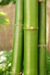 Plakat natura roślina bambus