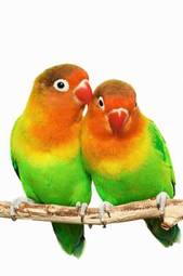 Plakat ptak zwierzę miłość tropikalny okoń