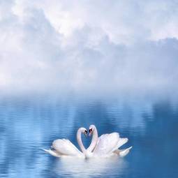 Plakat woda miłość ptak karta