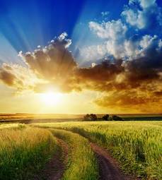 Fotoroleta trawa słońce niebo