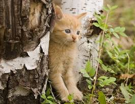 Plakat kociak wśród pni drzew