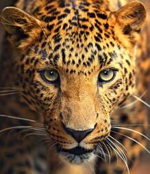 Plakat twarz leoparda