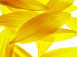 Plakat kwiat słońce słonecznik lato