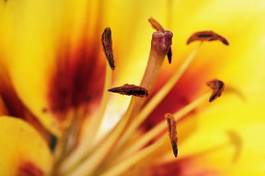 Plakat pyłek pąk natura kwiat