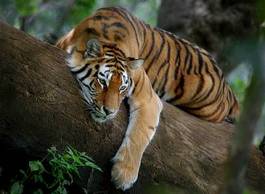Plakat drzewa tygrys tło odpoczywać