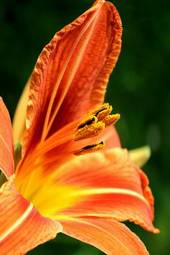 Obraz na płótnie kwiat lato tygrys ogród lilia