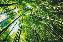 Naklejka ogród japonia park bambus