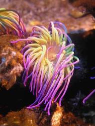 Plakat podwodne ryba koral tropikalny