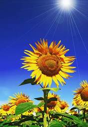 Plakat słonecznik lato niebo rolnictwo