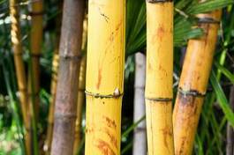 Naklejka azja ogród bambus japonia zen