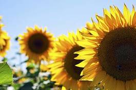 Plakat pole kwiat słońce rolnictwo