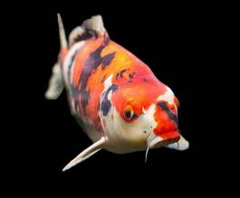 Plakat ryba natura japonia azjatycki