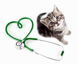 Plakat widok kociak medycyna zdrowie