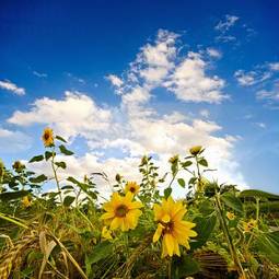 Plakat jesień lato rolnictwo słońce