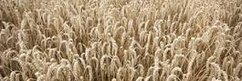 Obraz na płótnie krajobraz żniwa pszenica rolnictwo żyto