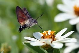 Plakat kwiat koliber motyl