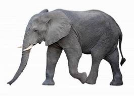 Plakat zwierzę dziki słoń ssak