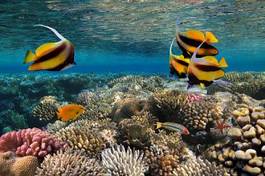 Plakat ryba podwodne morze tropikalny rafa