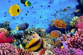 Plakat karaiby tropikalny rafa podwodne