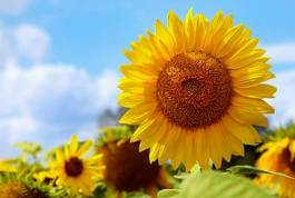 Plakat kwiat słonecznik natura