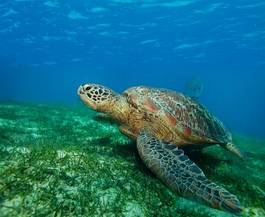 Plakat podwodny gad morze filipiny żółw