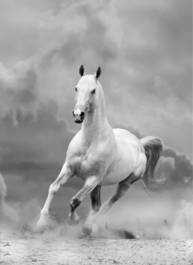 Fotoroleta dziki ruch koń