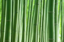 Obraz na płótnie bambus krajobraz roślina zielony