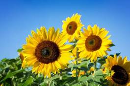 Plakat kwiat słońce niebo pole lato