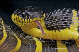 Plakat tajlandia indonezja wąż gad