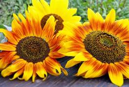 Plakat słonecznik lato kwiat słońce zielony