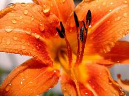 Obraz na płótnie woda kwiat kropla liliowiec
