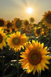 Plakat słonecznik piękny roślina słońce lato