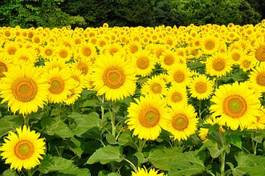 Plakat słonecznik słońce ogród lato