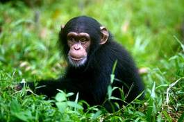 Obraz na płótnie natura małpa zwierzę