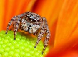 Plakat natura ładny pająk oko