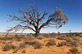 Plakat pustynia drzewa australia pejzaż natura