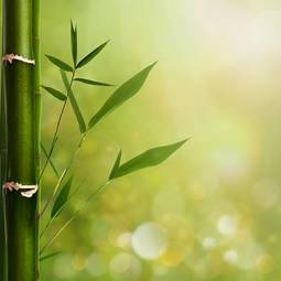 Plakat zen zdrowy natura roślina