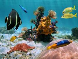 Plakat podwodne zwierzę morze rozgwiazda kostaryka
