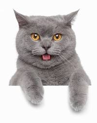 Plakat portret kociak uśmiech zwierzę