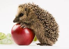 Obraz na płótnie zwierzę jesień owoc ssak